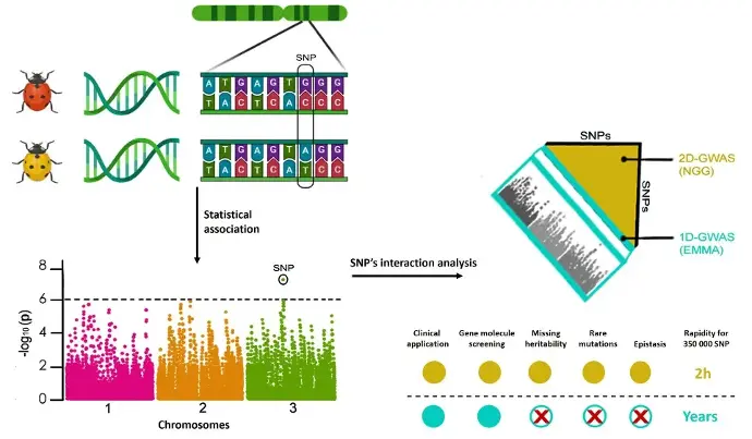 NEO revolutionizes genetic studies by addressing the 'missing heritability' challenge in Genome-wide Association Studies (GWAS). Unlike conventional models, NEO employs an innovative technique, efficiently evaluating billions of genetic variant interactions, significantly refining phenotype predictions. This tool delves into multiple loci, linkage disequilibrium, and haplotype patterns, surpassing Mendelian genetics to uncover quantitative trait loci and epistasis interactions. NEO analyzes population structure, identifying polymorphic genotypes and their link to deleterious mutations, providing valuable insights into genetic variability and phenotype transmission. Empowering researchers, NEO facilitates the interpretation of scientific results, shedding light on the intricate landscape of genetic studies and the adaptation of metabolic pathways in response to environmental factors.